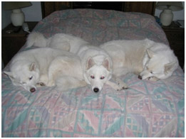 Boo and AWS on the bed