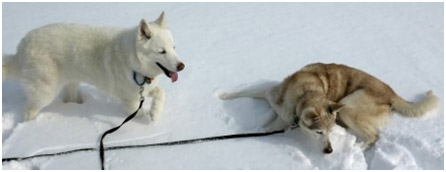 Boo in the snow