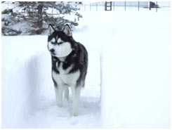 Enjoying the snow