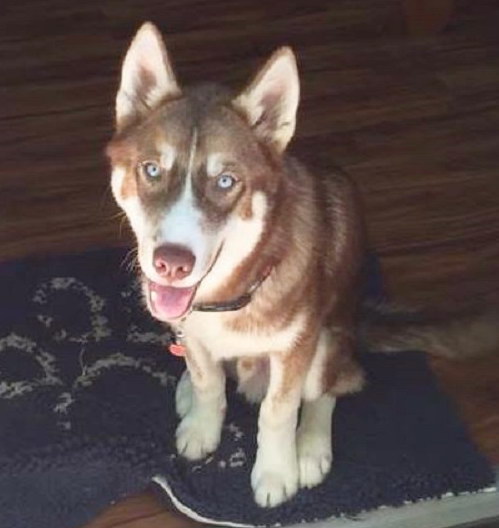 Sophie's circle hot sale husky rescue