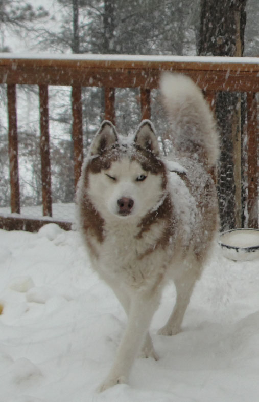 Lobito