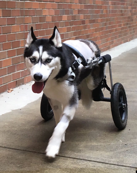 Scoot in his cart