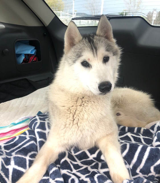 Luna best sale siberian rescue